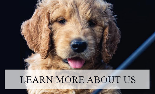 Learn More About Prime Kennels Premium Doodles