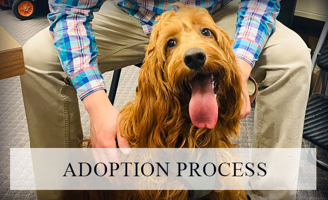 Prime Kennels Premium Doodles Adoption Process