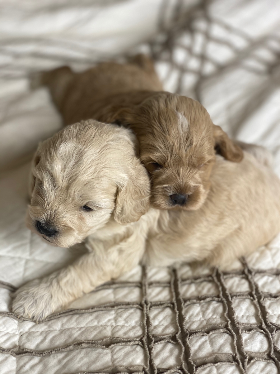 Cockapoo Litter (Blake x Pandora)