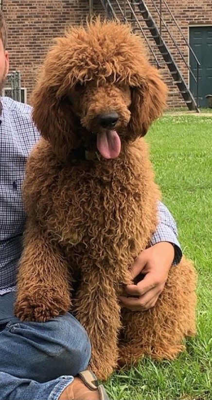 Cinnamon sales standard poodle