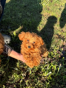 Oliver