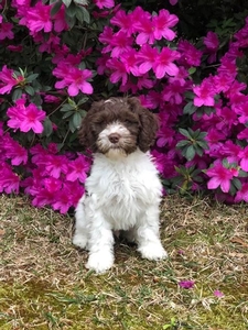 Cockapoos Breed Photo