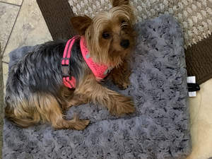Bella