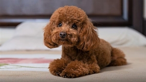 Toy Poodle Breed Photo