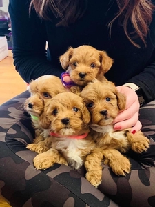 Puppies Category Photo