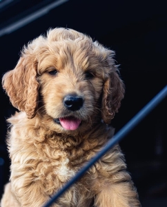 Goldendoodles Breed Photo